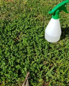 Home-made weed killer in action
